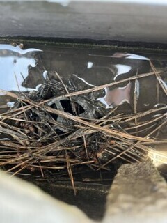 thumbnail_1751427633175_コピー