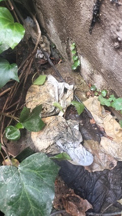 IMG20250928094901_コピー