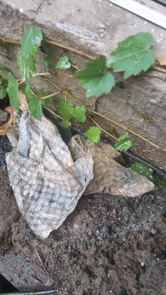 IMG20250928094856_コピー